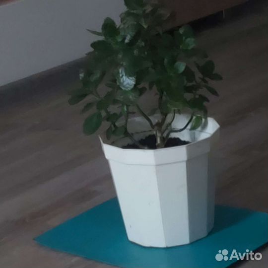 Каланхоэ