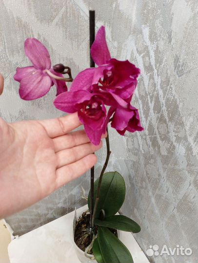 Орхидея Паваротти трилипс с закрытой точкой роста