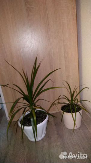 Драцена маргината