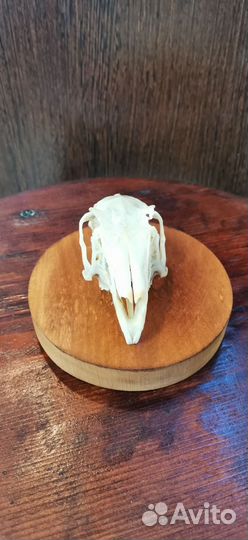 Череп зайца