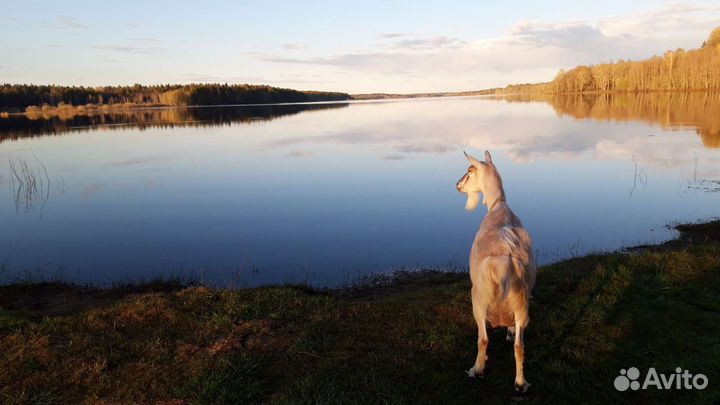 Дойные козы