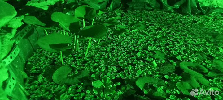 Водяная лилия