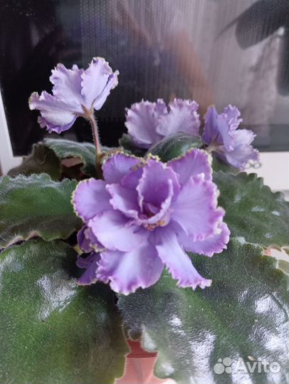 Сортовые фиалки