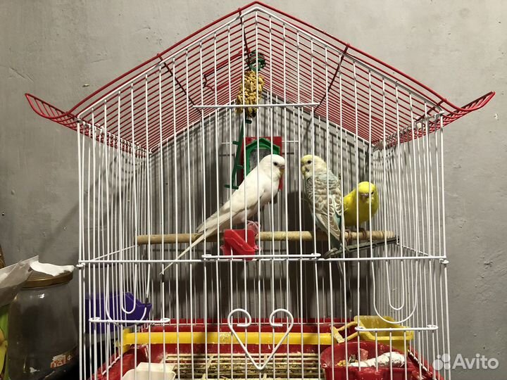Попугай 3шт с Клеткой