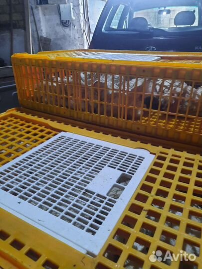 Бройлер живым весом с доставкой