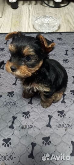 Йоркширский терьер