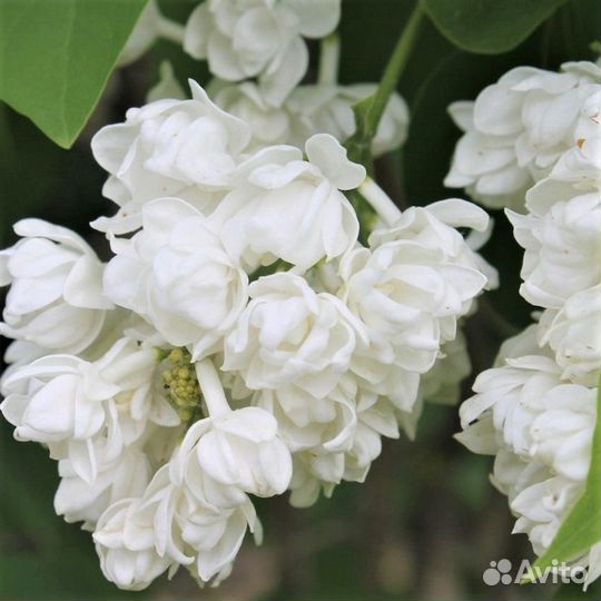 Саженцы сирени, миндаль, жасмин сортовые