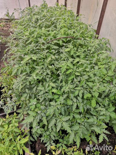 Рассада помидор, капуста, петуньи, годеция