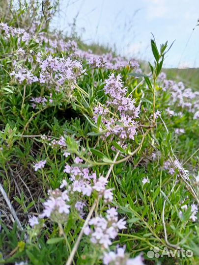 Чабрец сушеный