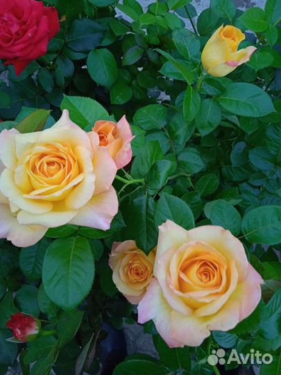 Розы цветущие кусты. Саженцы