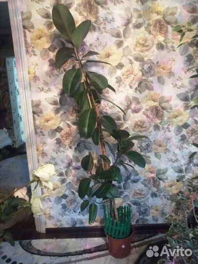 Комнатные растения