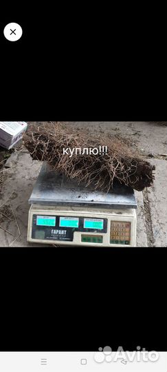 Адамов корень