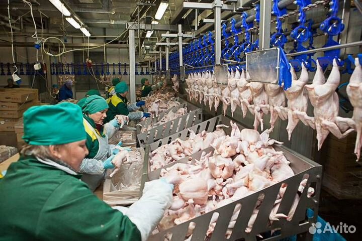 Разнорабочие на птицефабрику (семейные пары)