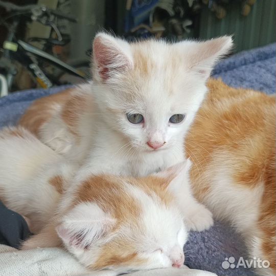 Котята в добрые руки бесплатно