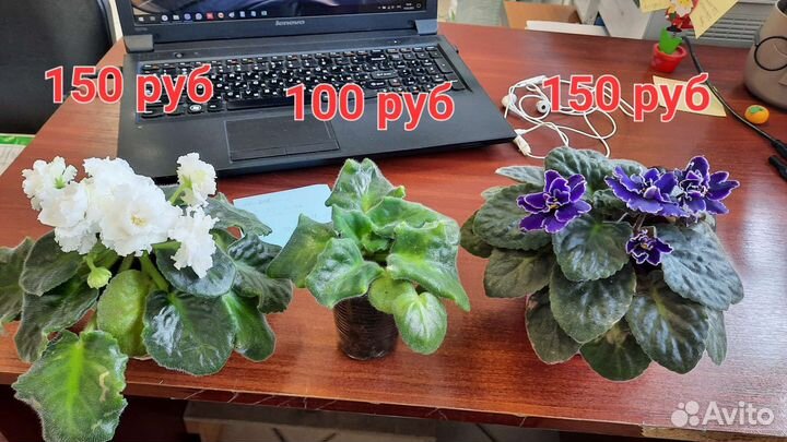 Сортовые фиалки