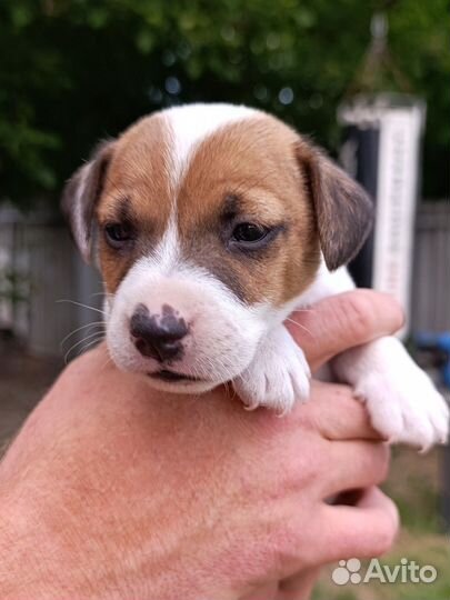 Щенки Джек рассел терьер