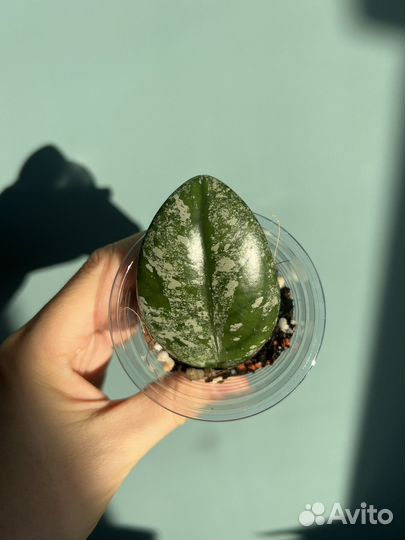 Хойя wilbur graves