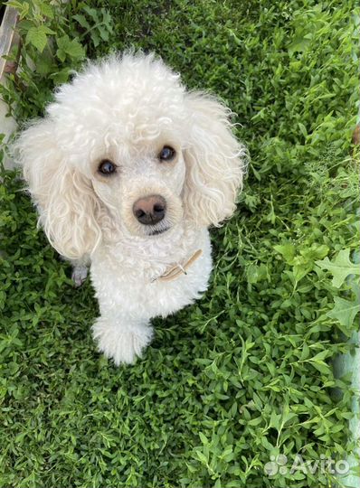 Малый пудель