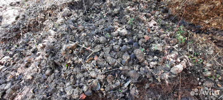 Конский навоз