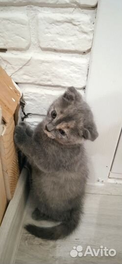 Кошка в дар бесплатно
