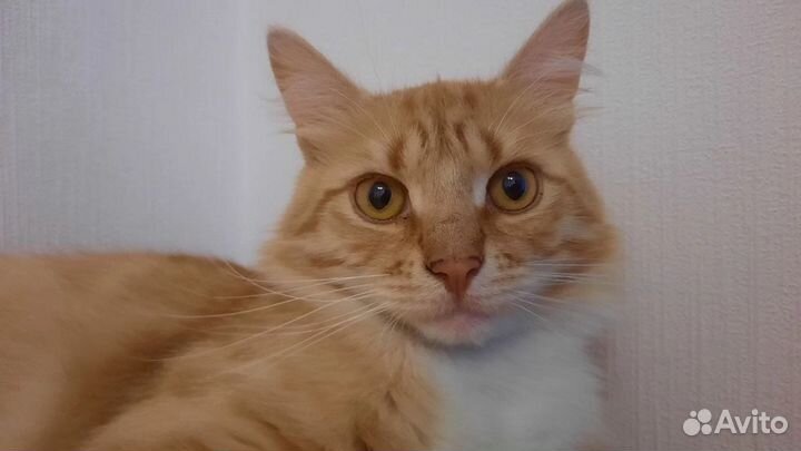 Рыжий кот в добрые руки