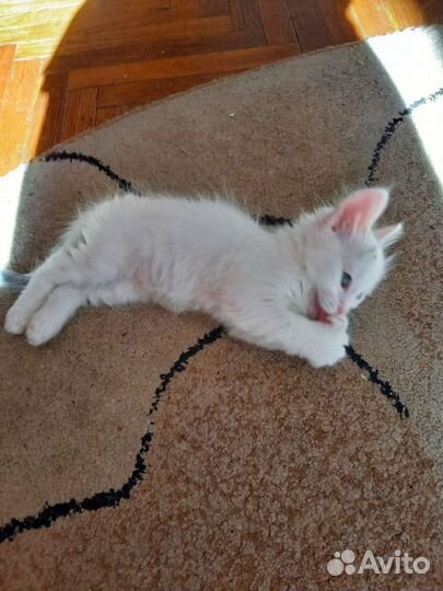 Турецкая ангора