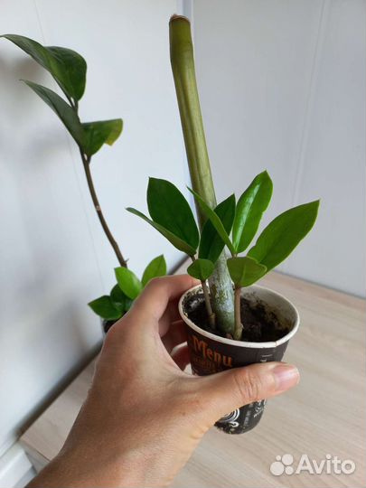 Денежное дерево,драцена,замиокулькас
