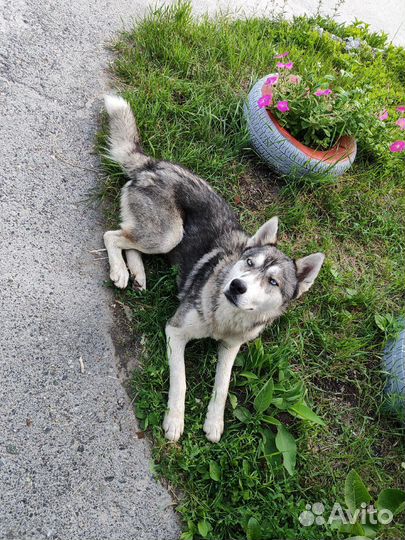 Найдена собака