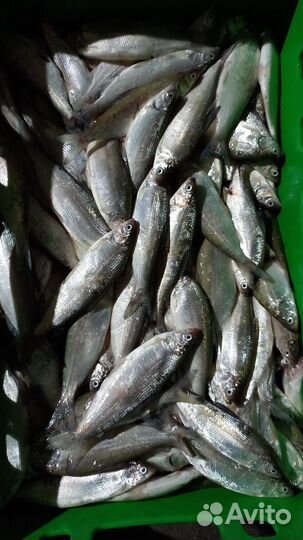 Рыба пелядь (сырок )