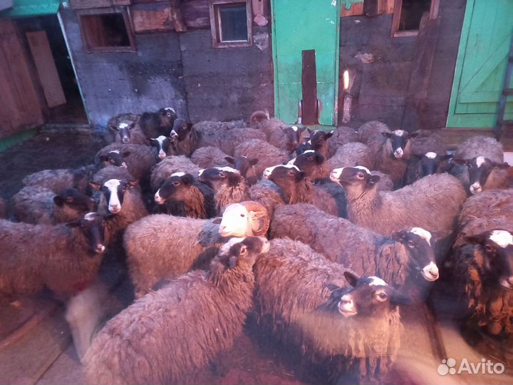 Овцы бараны