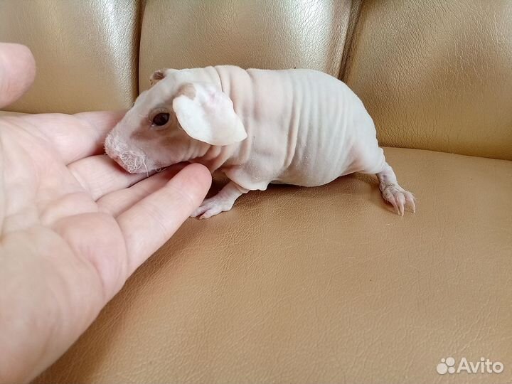 Морская свинка скинни с доставкой на адрес