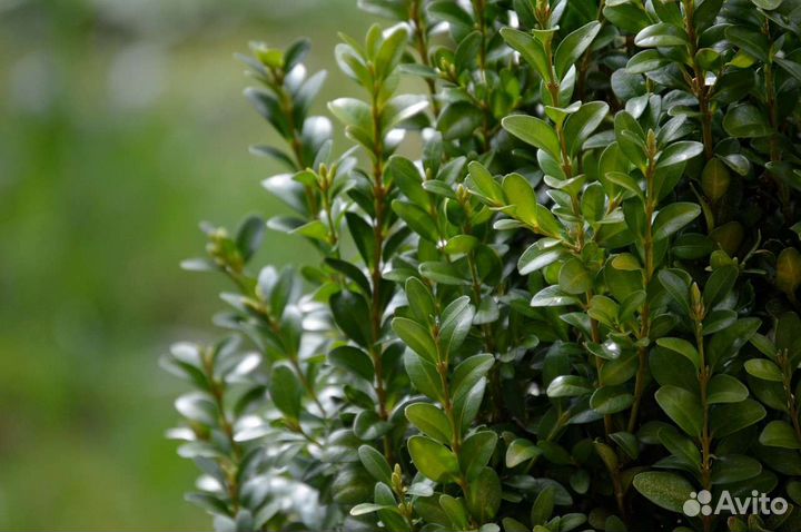 Саженцы самшита