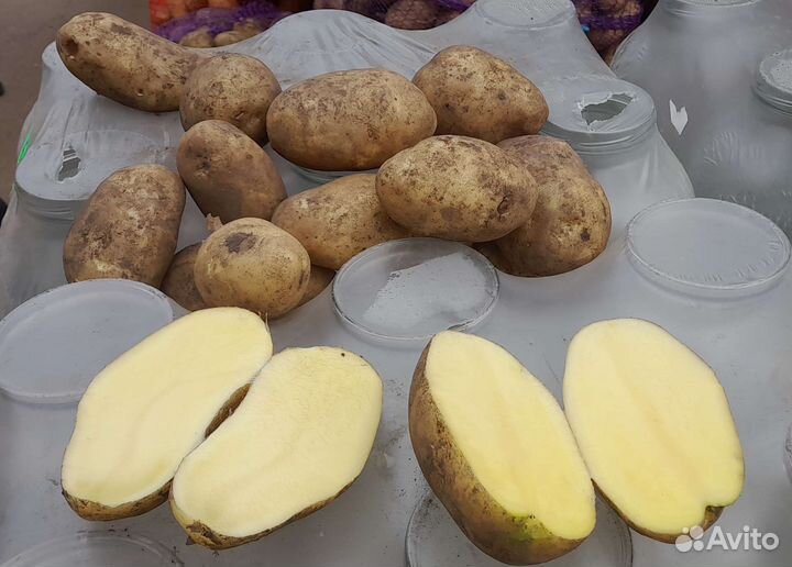 Картофель Королева Анна
