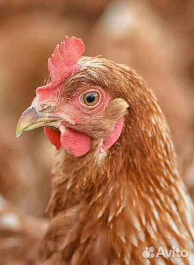 Куры несушки