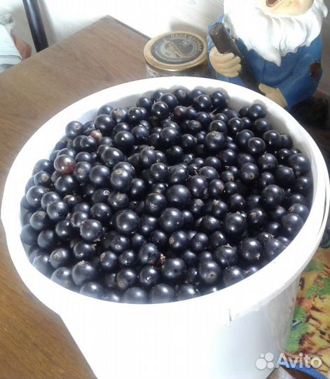 Черная смородина ягода