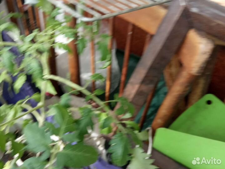 Рассада томатов