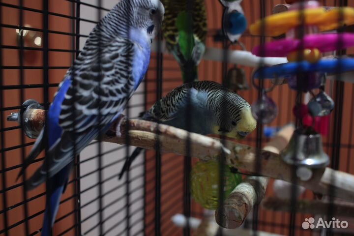 Волнистый попугай