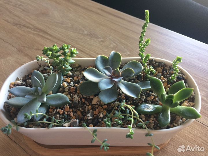 Суккуленты