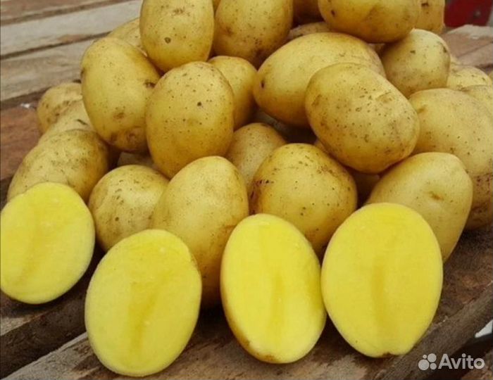 Картофель