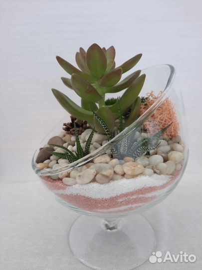 Флорариум суккуленты