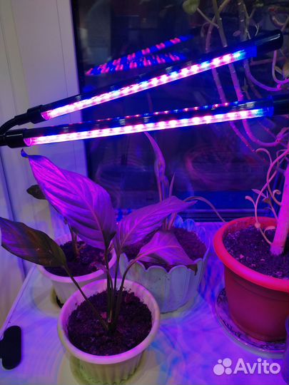 Фито лампа для растений