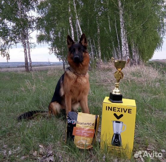 Дрессировка собак.Кинолог