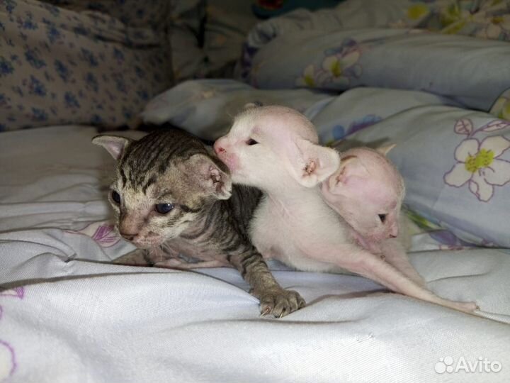 Котята сфинкс