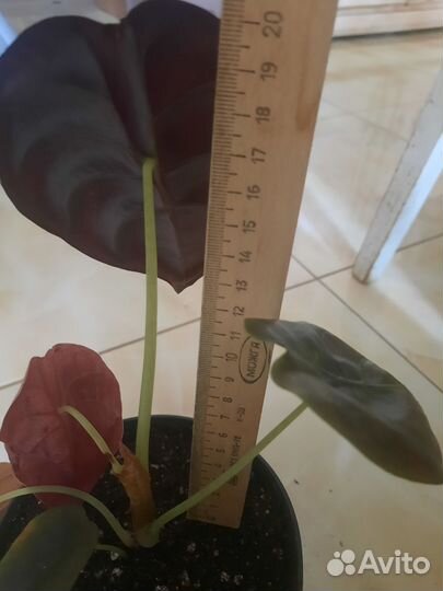 Алоказия Ред Секрет