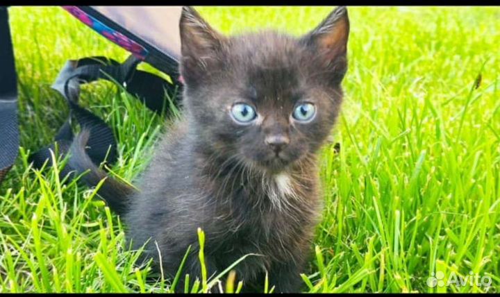 Чудесные котятки