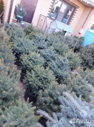 Ель 1.2м