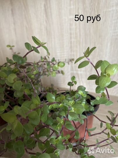 Комнатные цветы