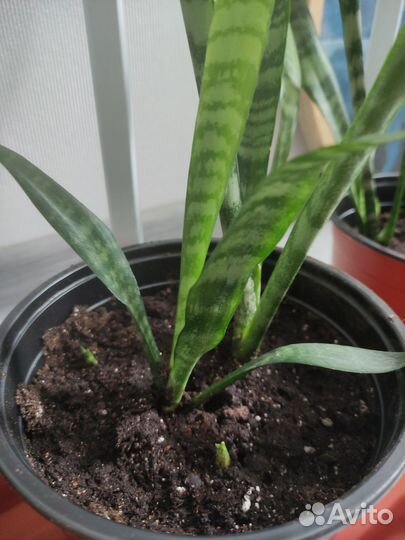 Сансивьерия