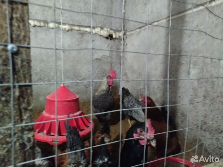 Петух доминанты молодые