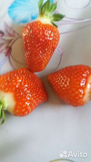 Рассада клубники альба